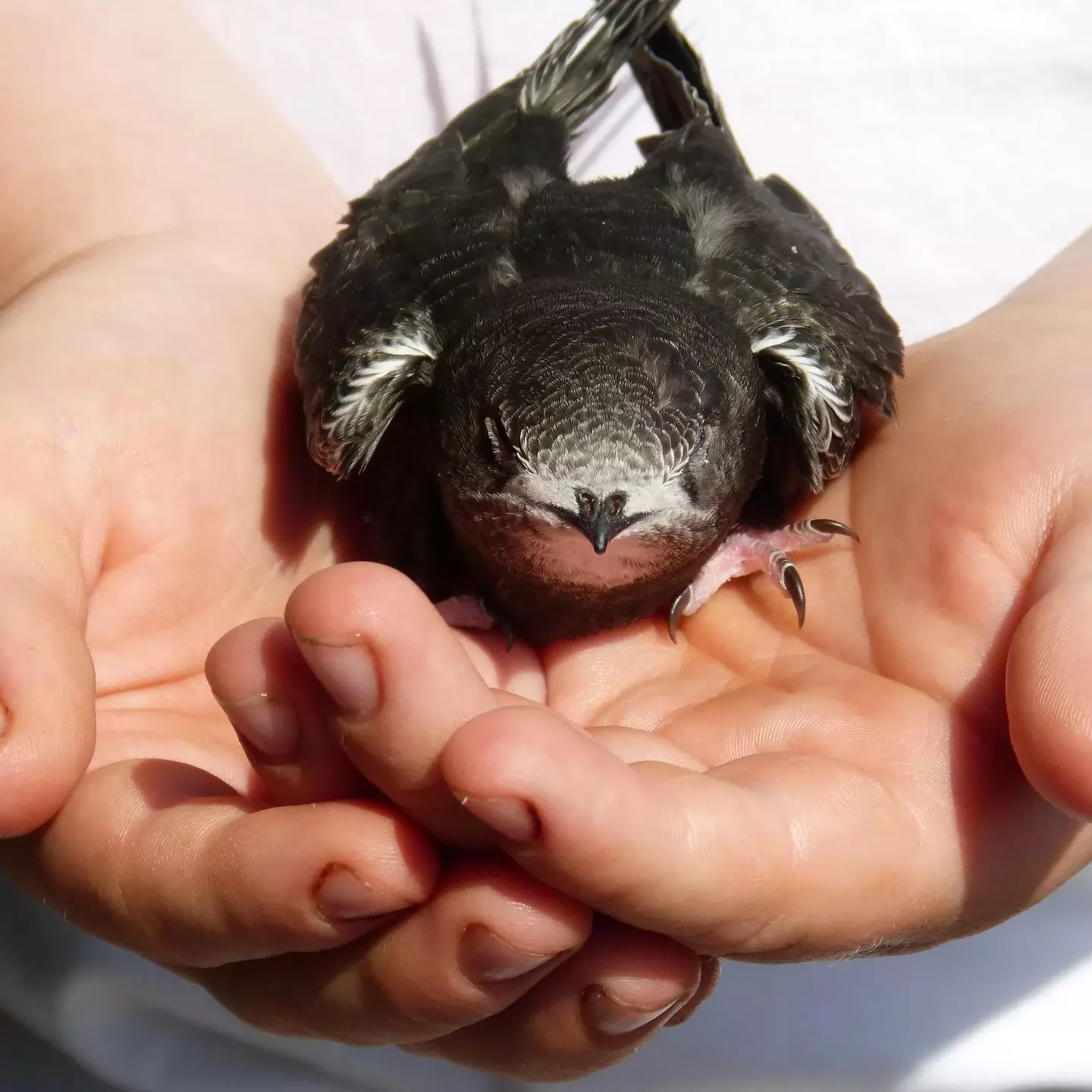 Erste Hilfe Vogel: Mauersegler in Händen